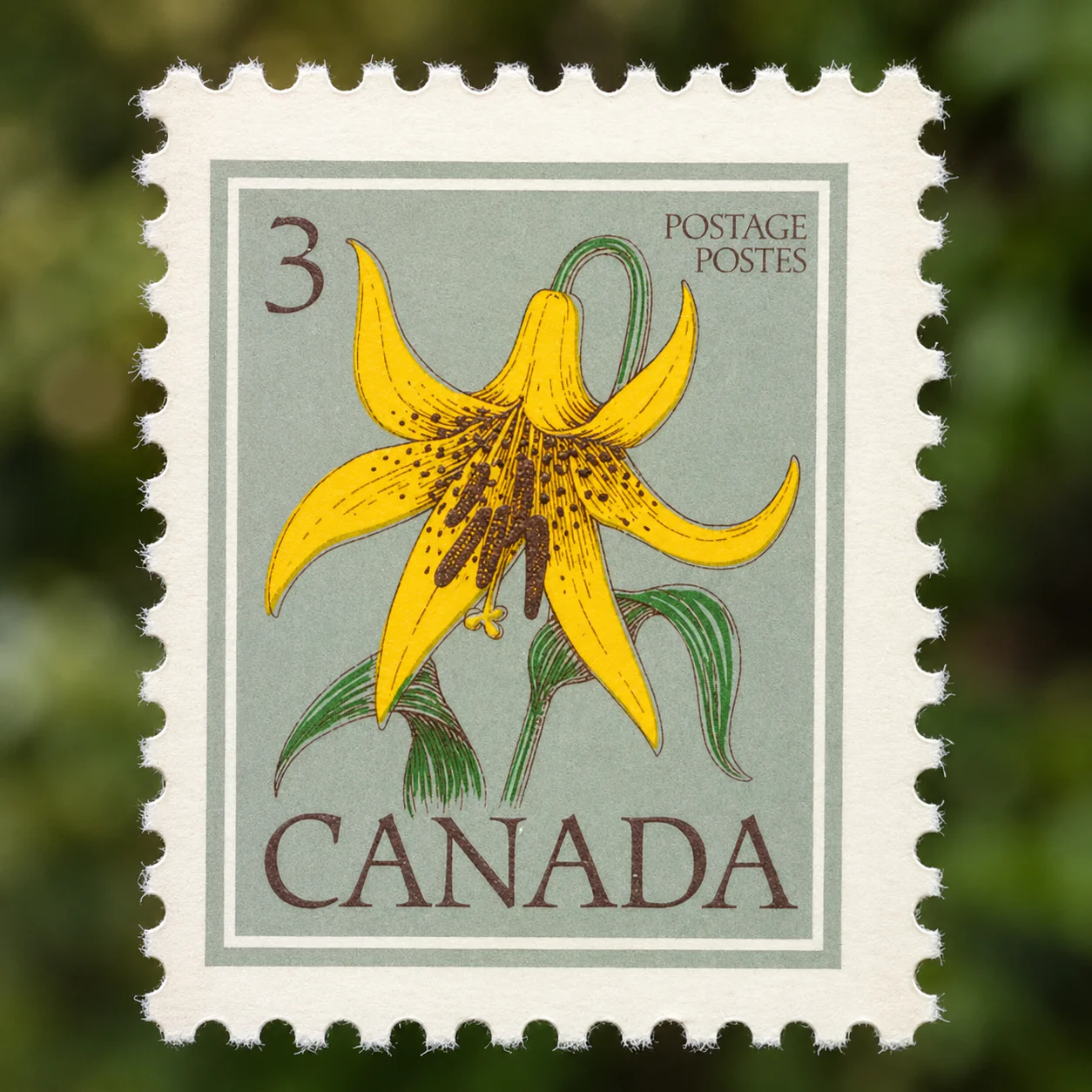 Lis du Canada - Image 4