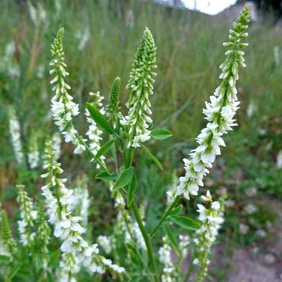 Mélilot blanc