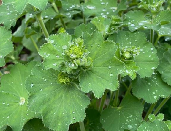 Alchémille 'Lady's Mantle' bio
