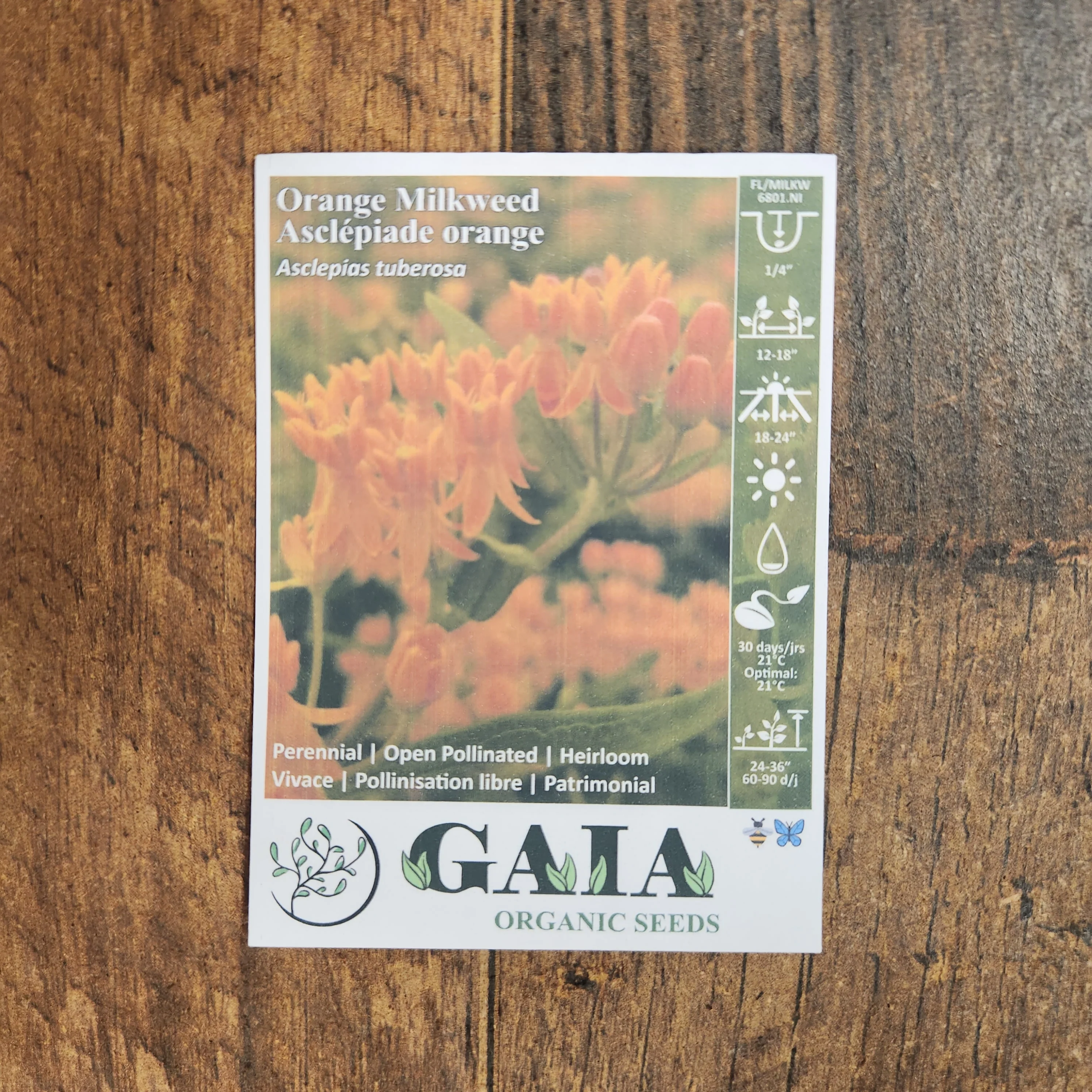 Asclépiade 'Orange Milkweed' bio - Image 2