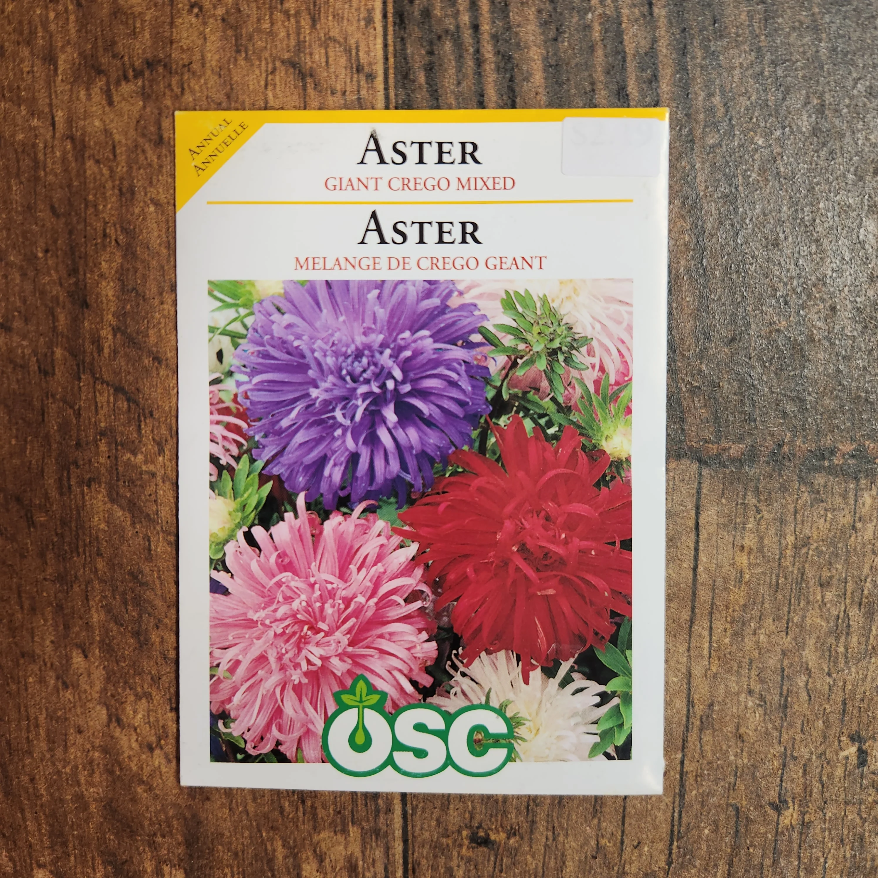Aster mélange 'Crego Géantes' - Image 2