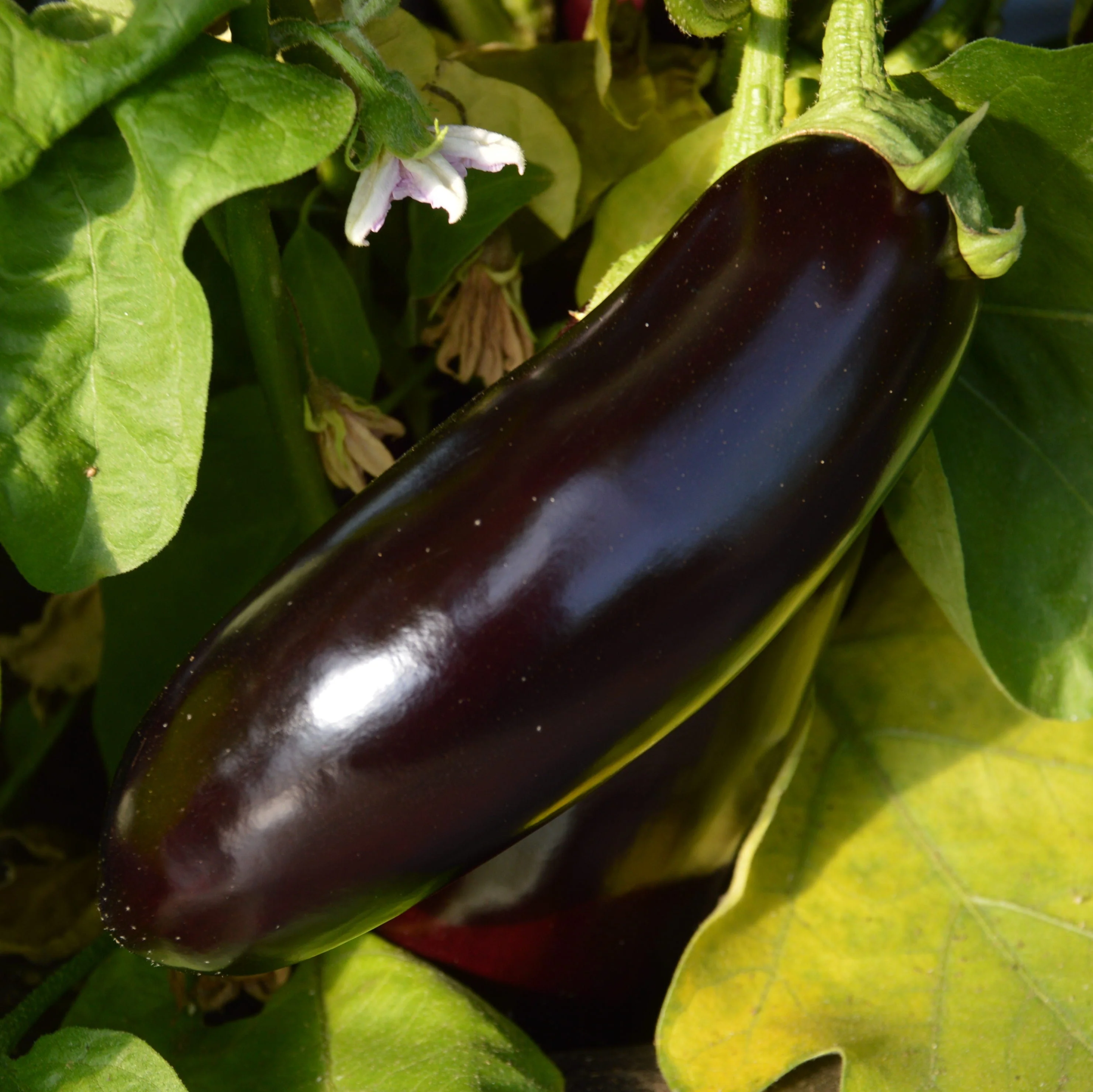 Aubergine 'Diamond' bio