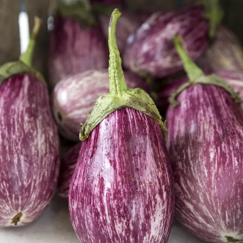 Aubergine 'Enzo' F1