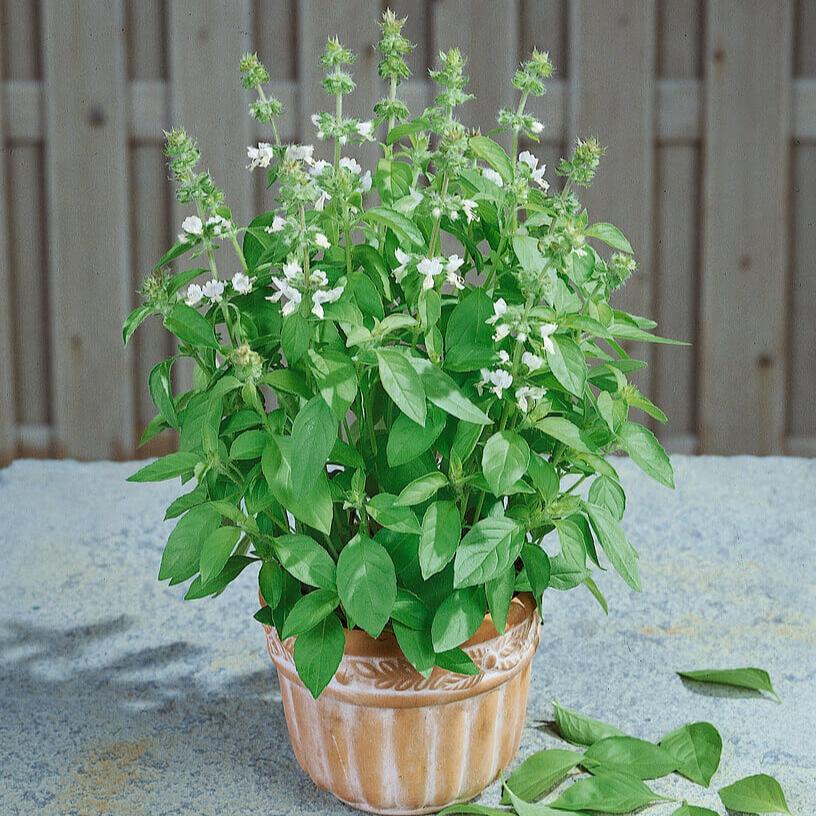 Basilic citronné 'Sweet Dani'