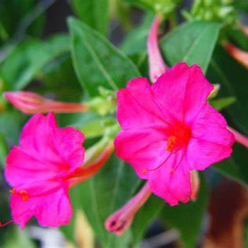 Belle-de-nuit 'Rose'