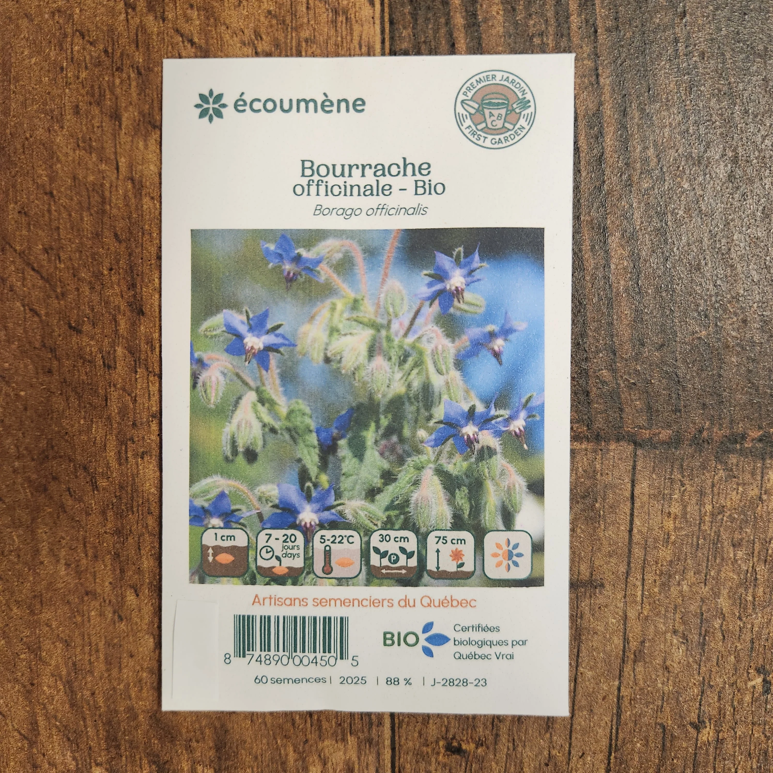 Bourrache officinale bio - Image 2
