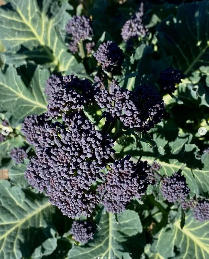 Brocoli à pousse précoce violet bio