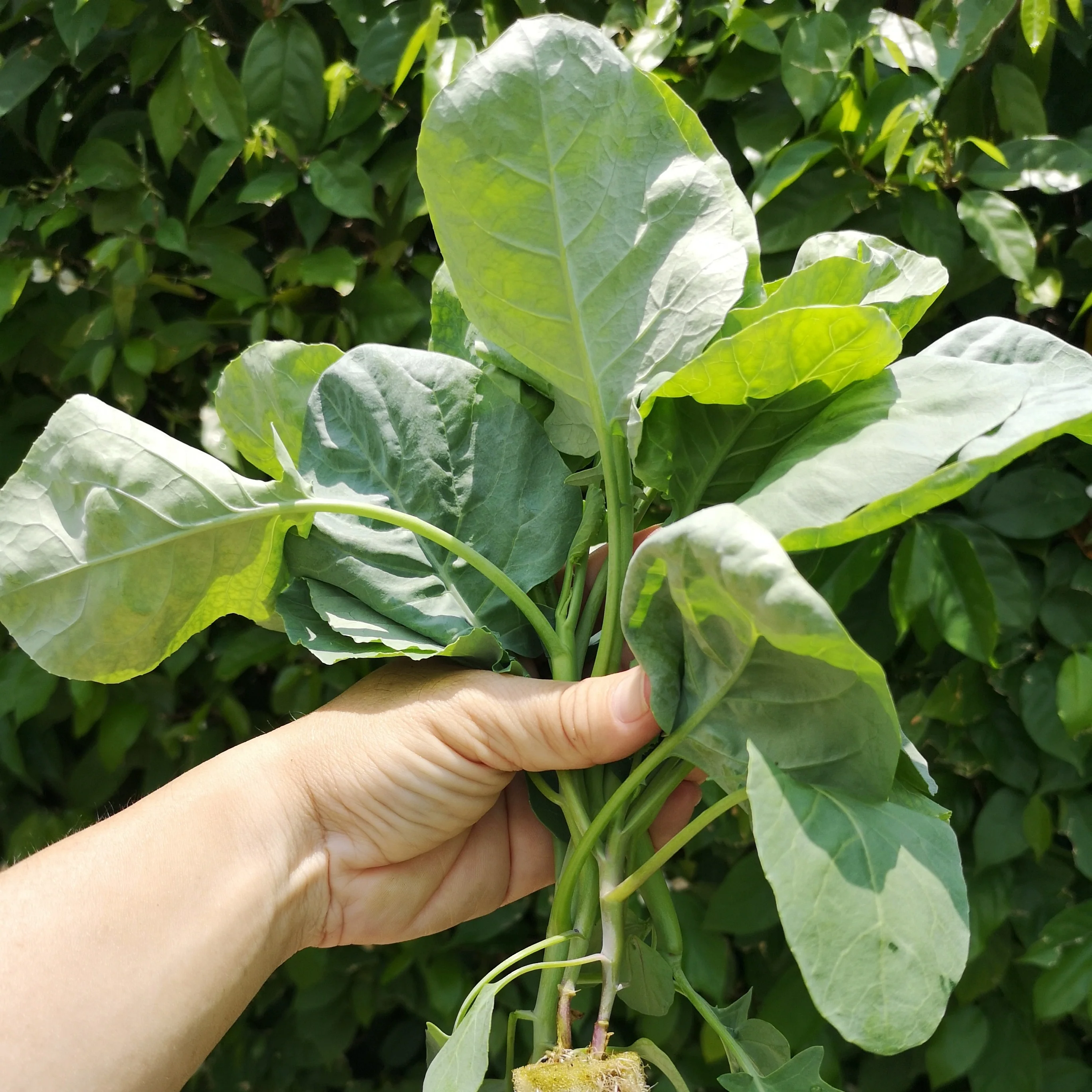 Brocoli chinois 'Kailaan' bio