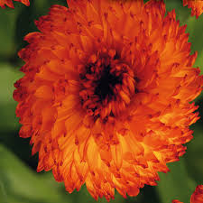 Calendula 'Néon'