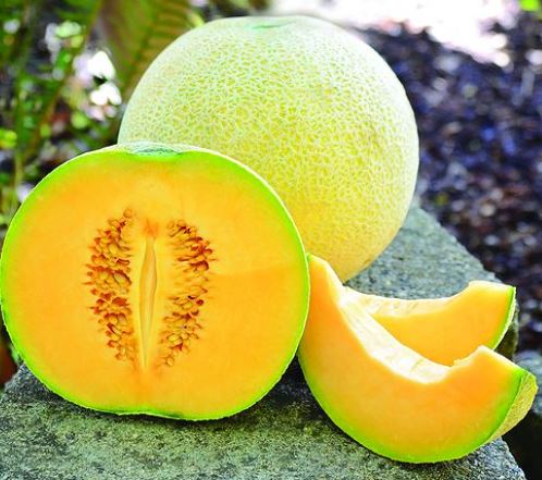 Cantaloup 'Divergent F1' bio