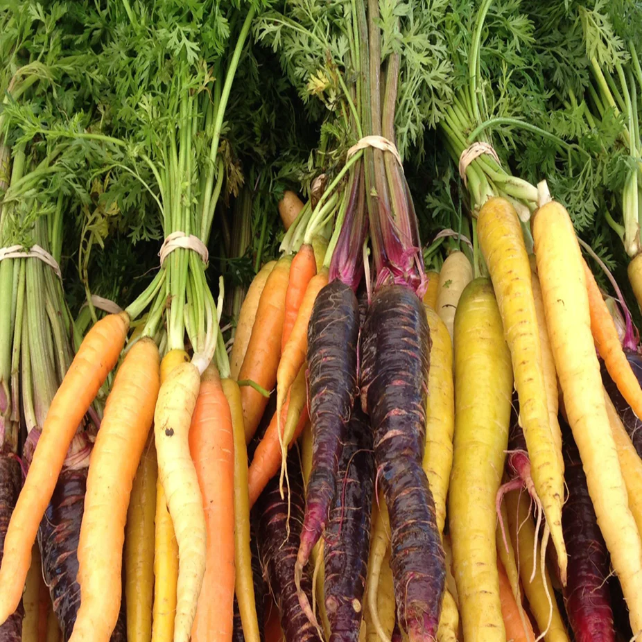 Mélange de carottes 'Arc-en-ciel' bio