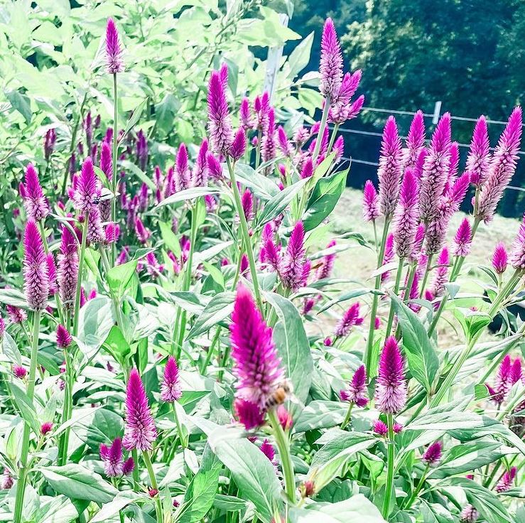 Celosie 'Ruby Parfait' bio