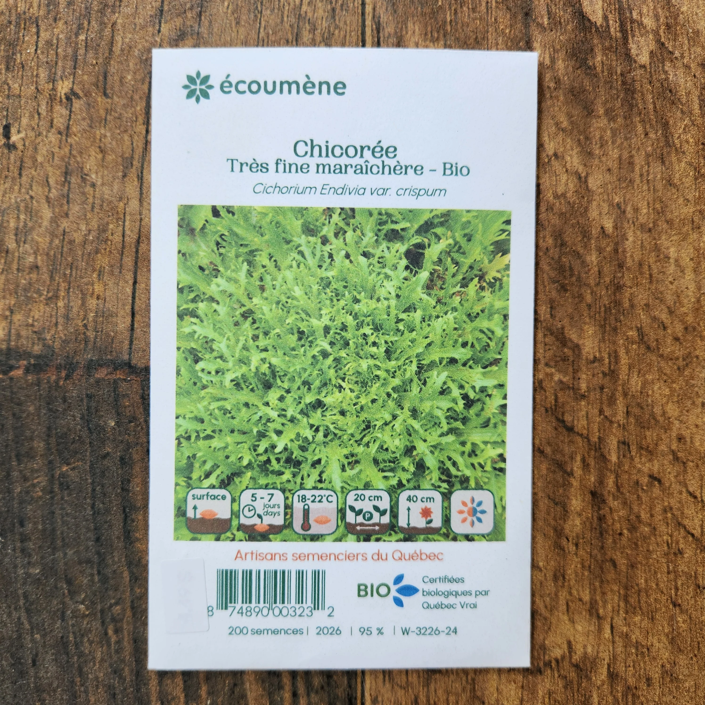 Chicorée très fine maraîchère bio - Image 2