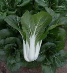 Chou chinois Pac Choi 'White Stemmed' bio