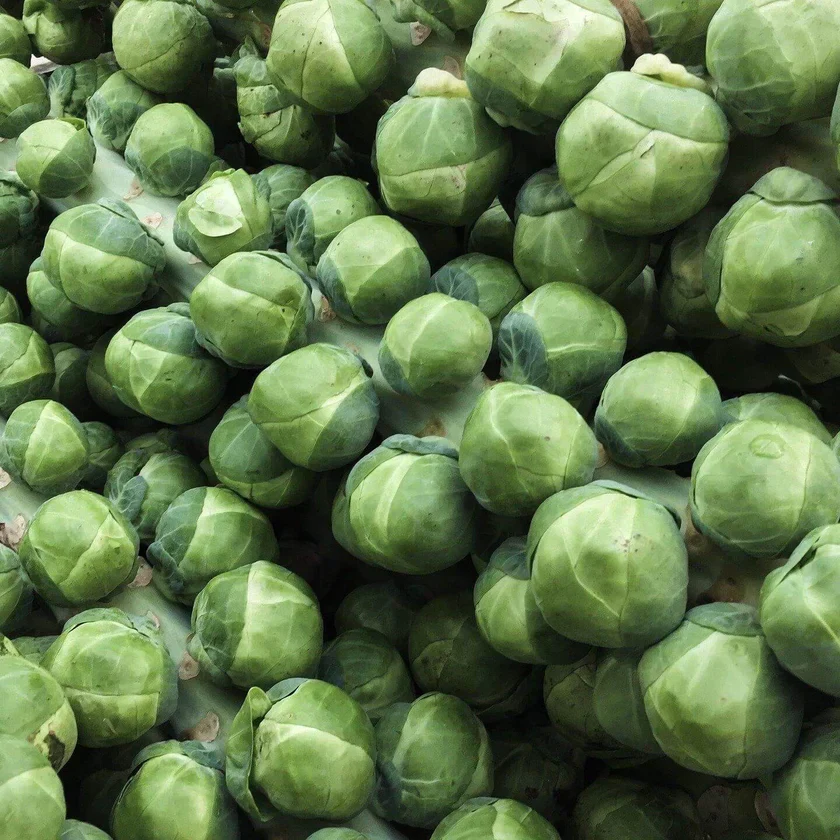 Chou de Bruxelles 'Groninger'