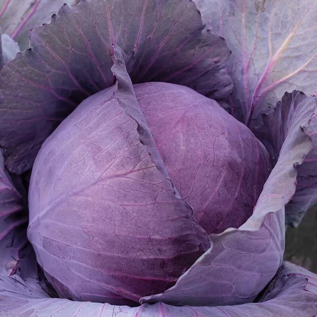 Chou rouge 'Antrazit'