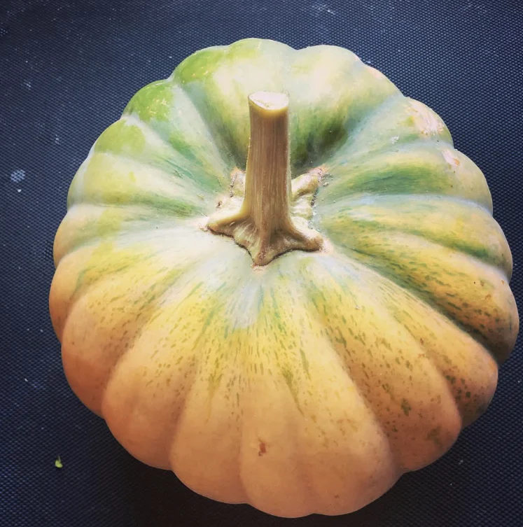 Citrouille indienne bio