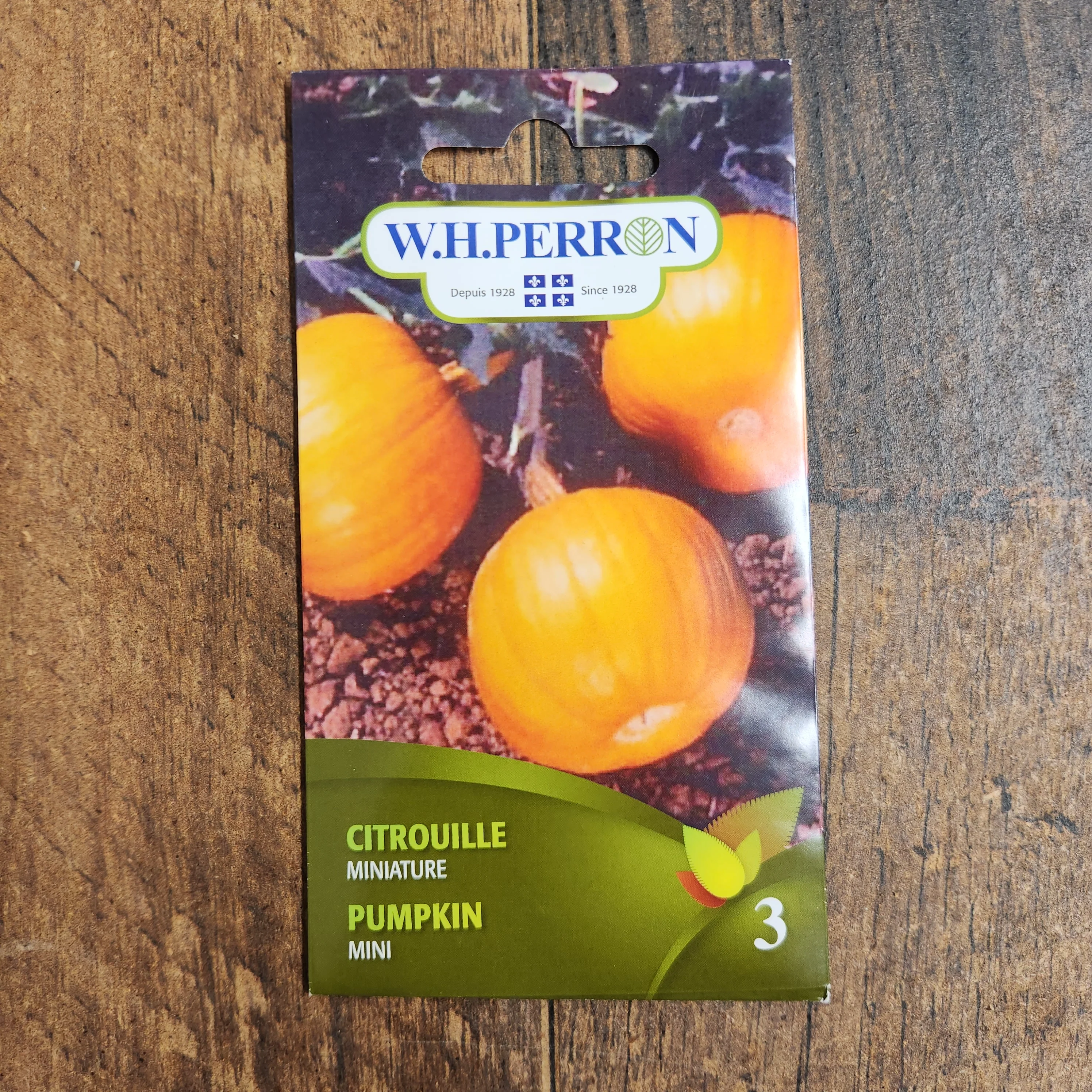Citrouille miniature - Image 2