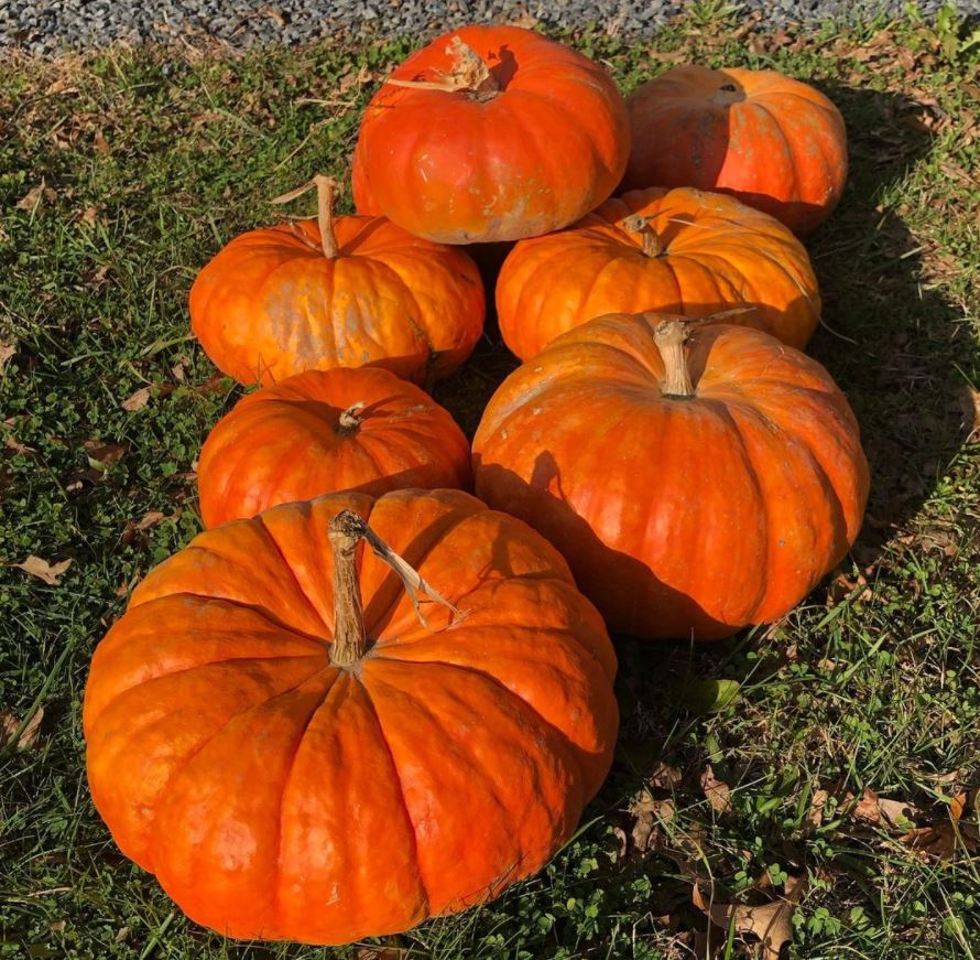 Citrouille rouge vif d'étampes bio