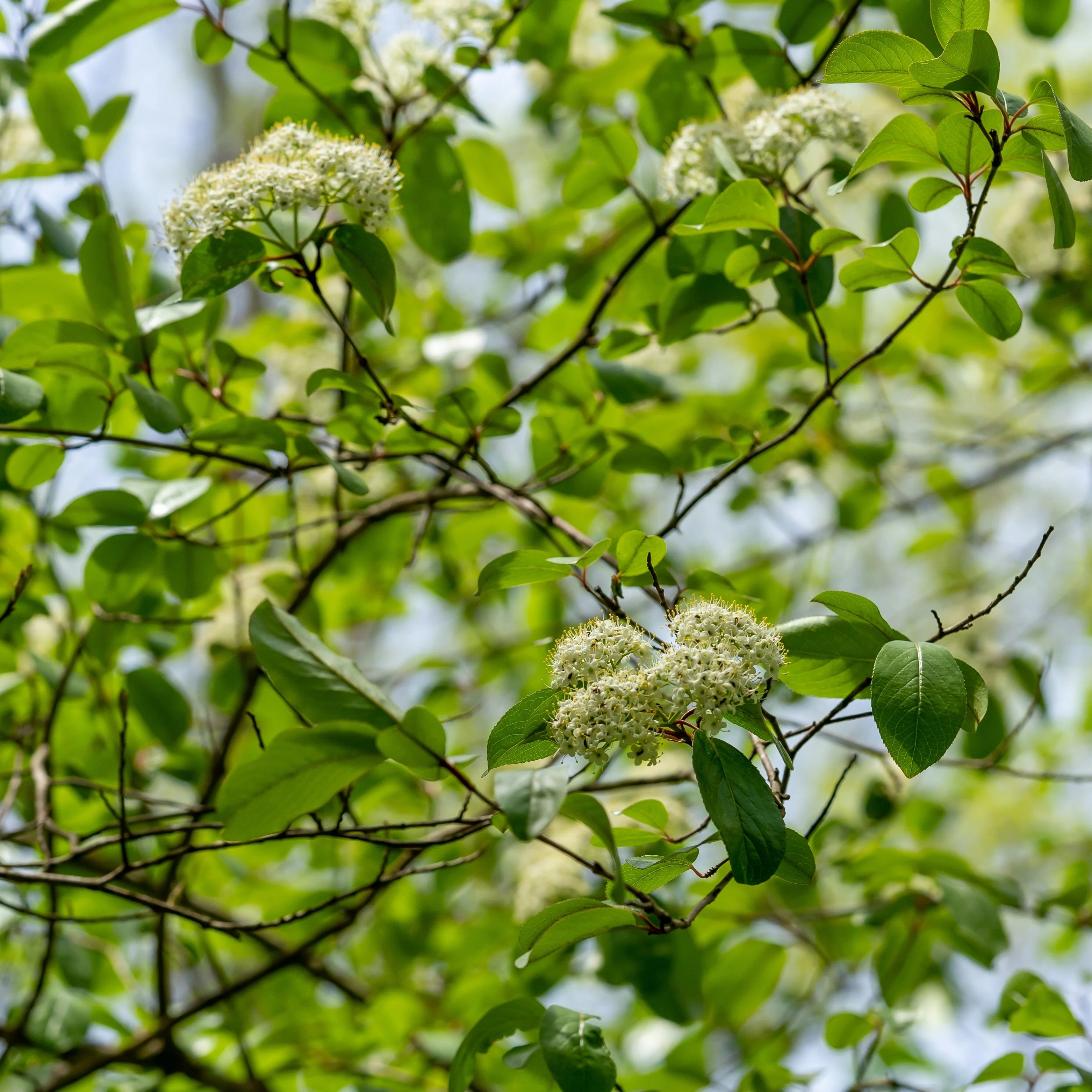 Cornouiller à feuilles alternes