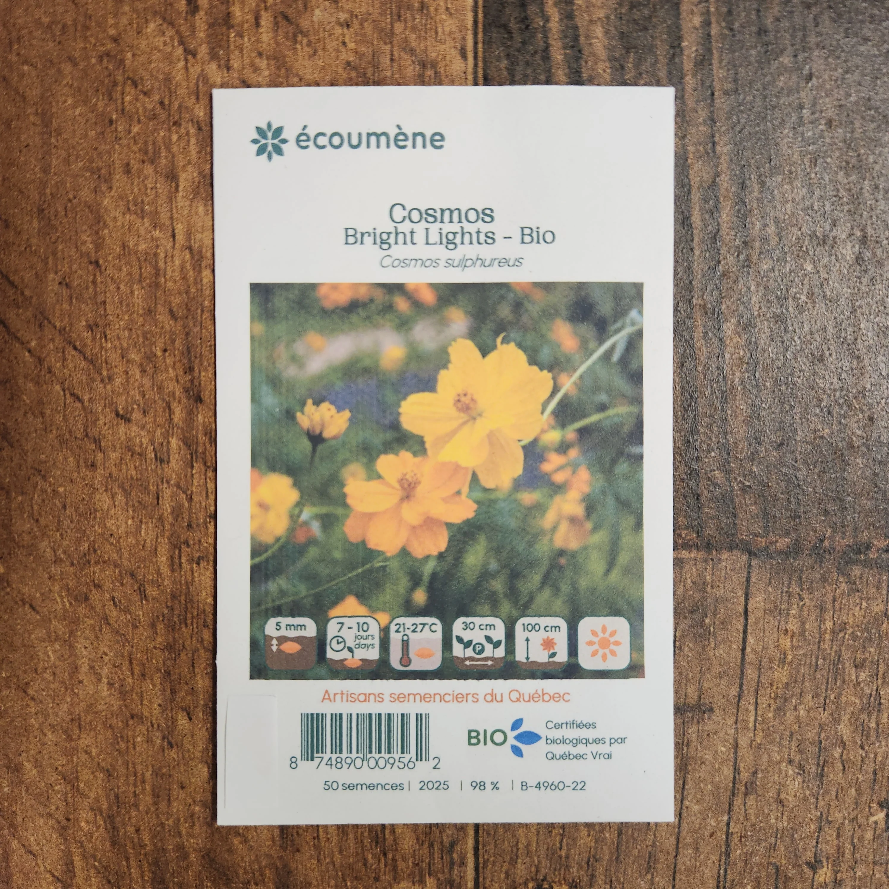 Cosmos 'Bright Light' bio - Image 2
