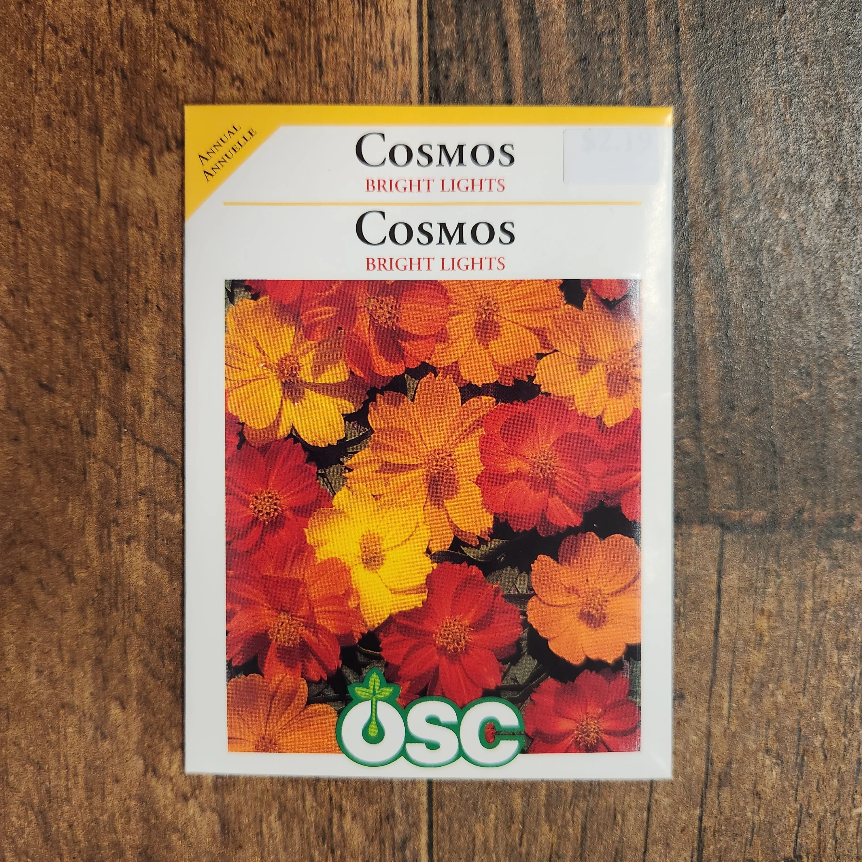 Cosmos 'Bright Light' - Image 2