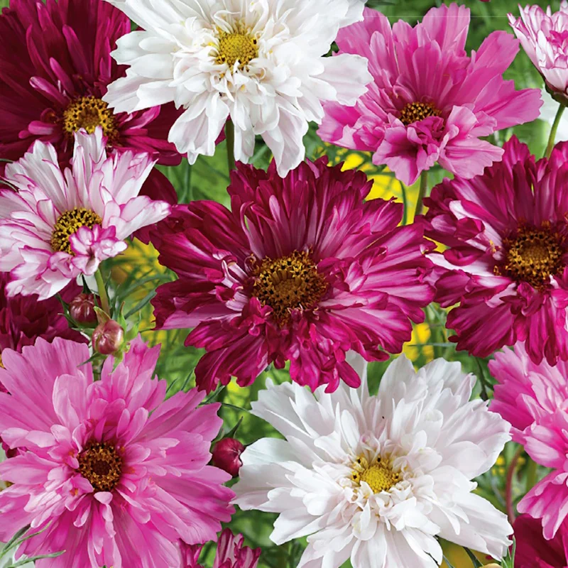 Cosmos 'Double Click' - Image 2