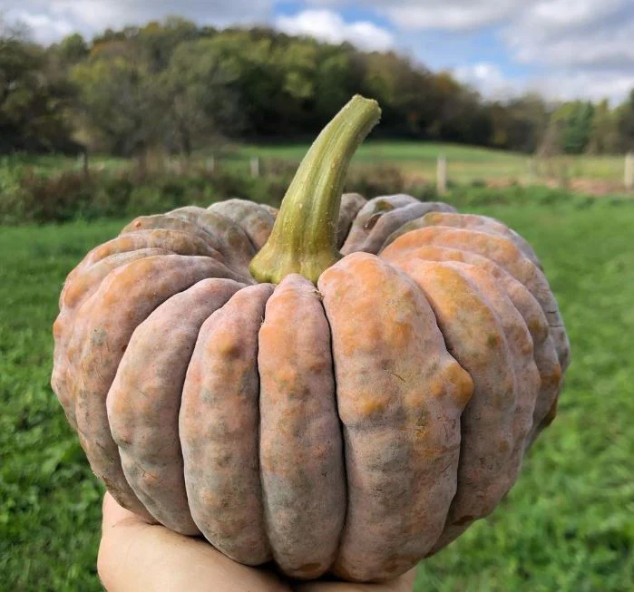 Courge 'Black Futsu' bio