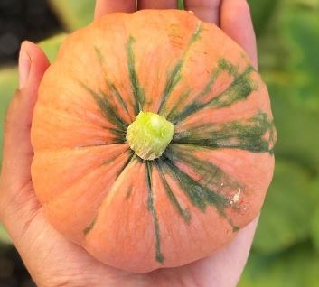 Courge d'hiver 'Gold Nugget'