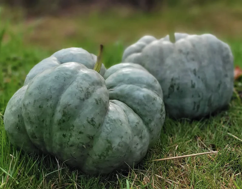 Courge d'hiver 'Triamble' bio
