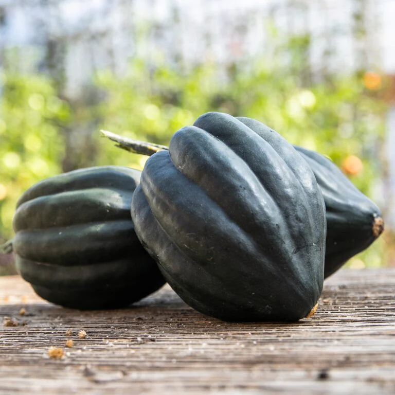 Courge poivrée 'Tuffy' bio