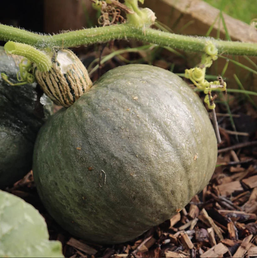 Courge rouge japonaise 'Kuri' bio