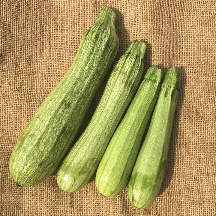 Zucchini 'Genovese' bio