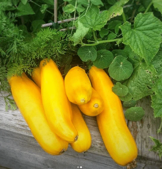 Courgette 'Goldy' F1 bio