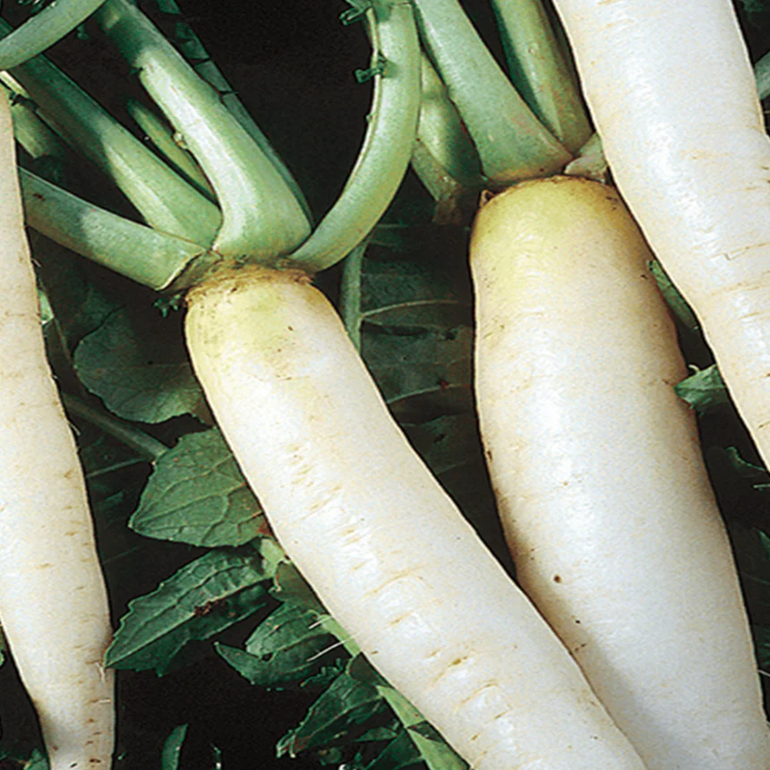 Radis daikon bio