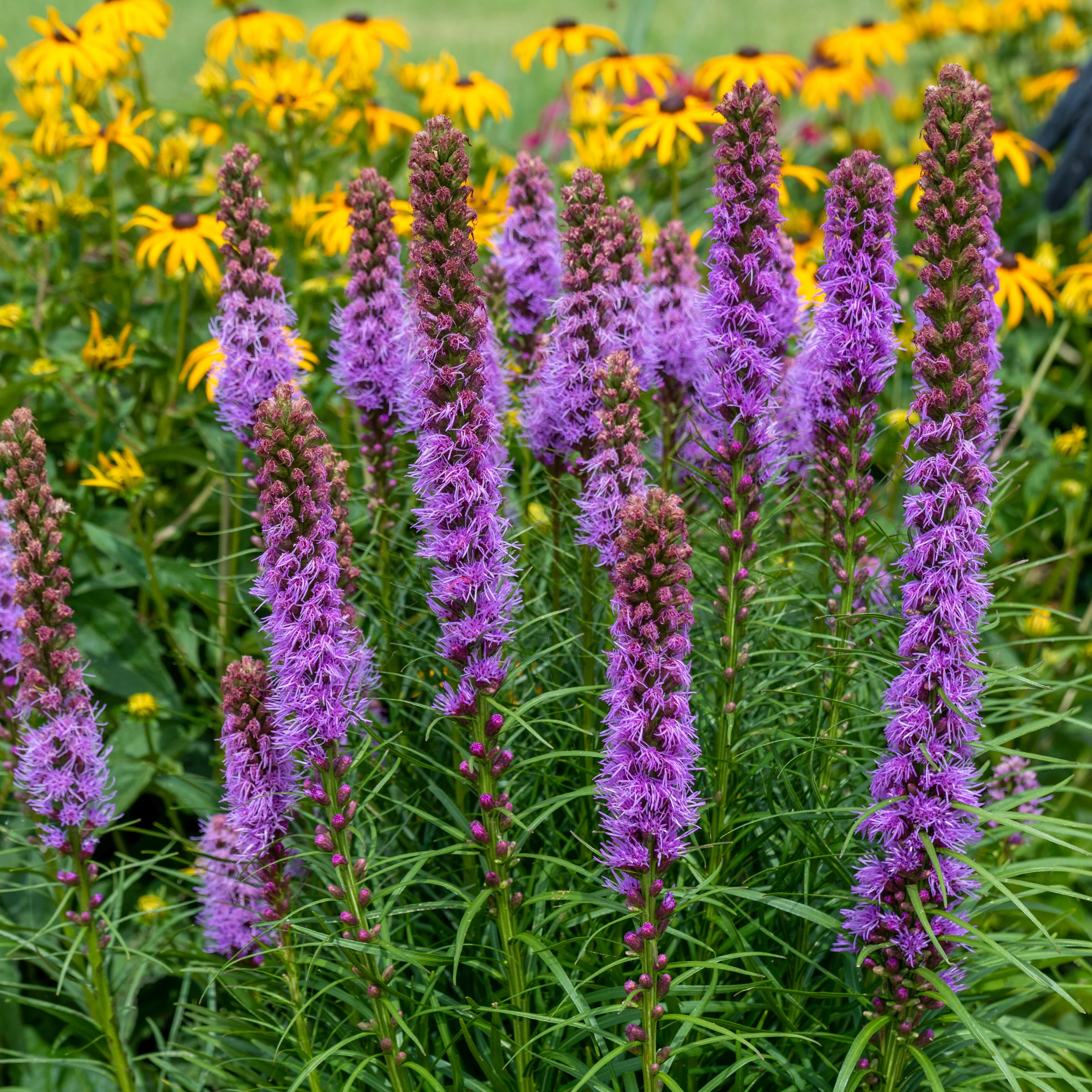 Ătoile flamboyante 'Blazing Star'