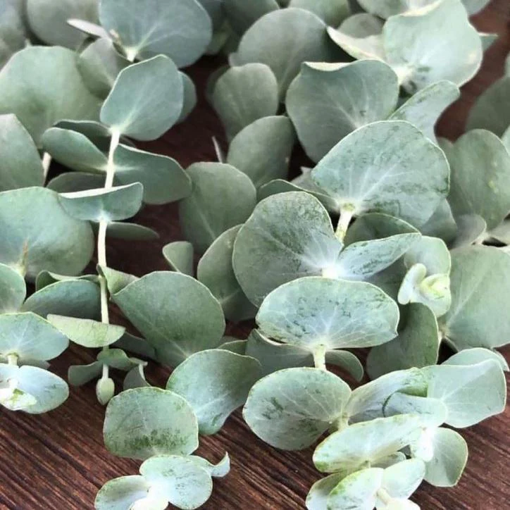 Eucalyptus 'Silver Dollar' bio