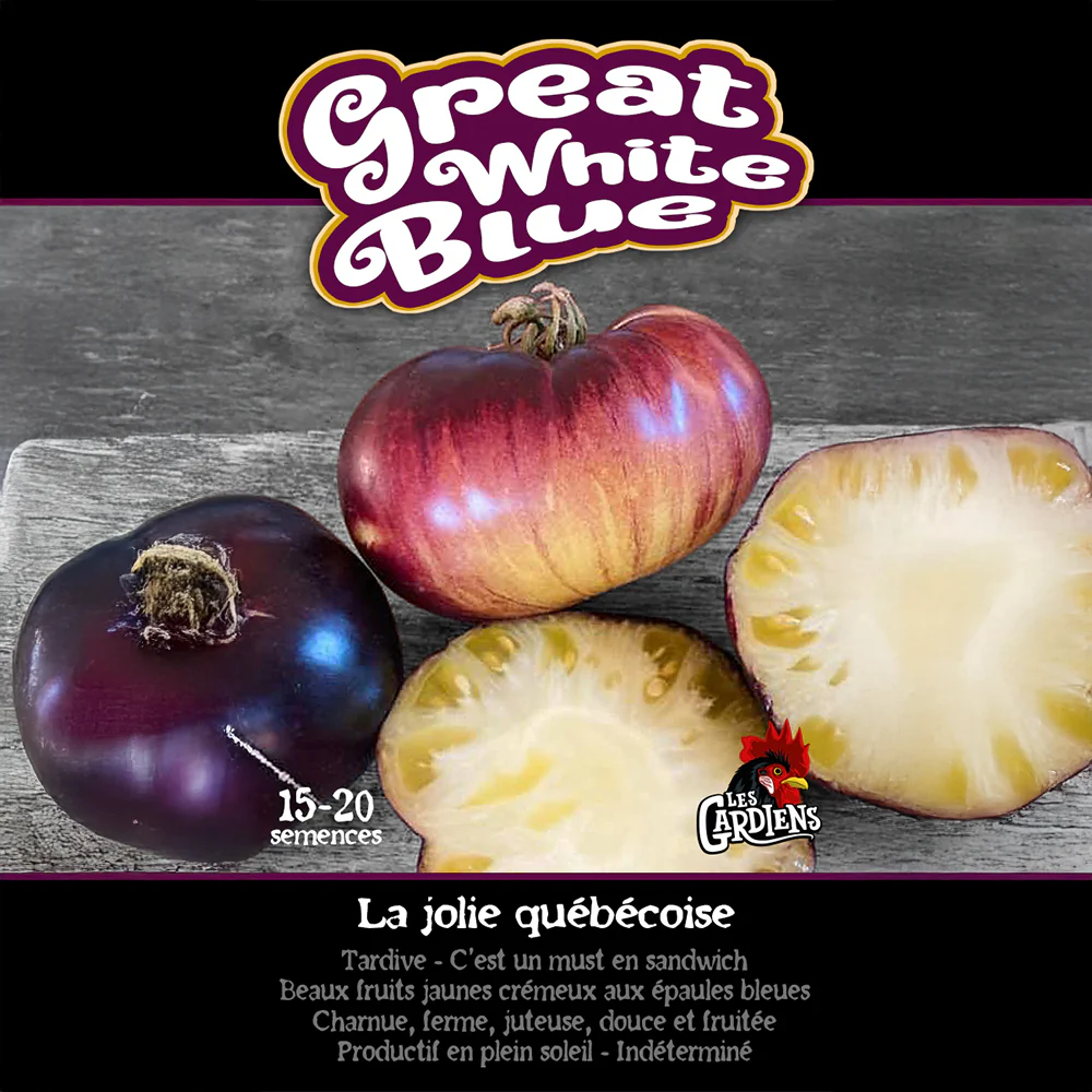 Tomate 'Great White Blue'