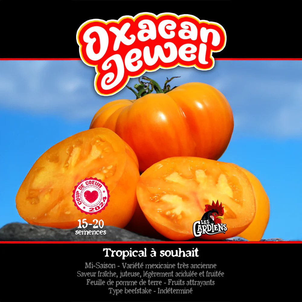 Tomate 'Oxacan Jewel'