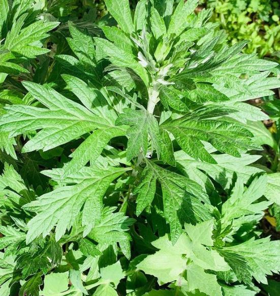 Absinthe 'Wormwood' bio
