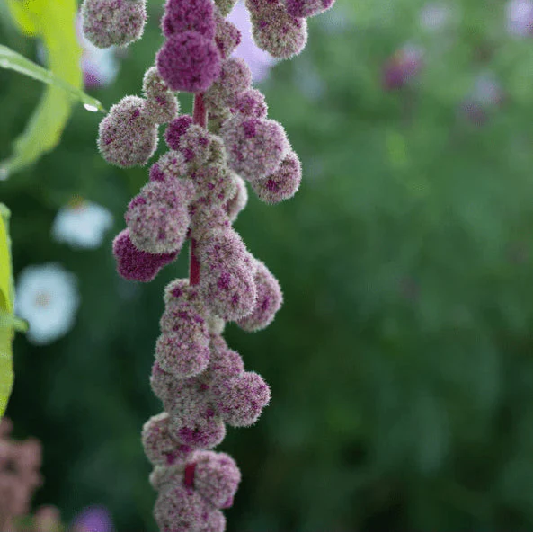 Amarante 'Violette Elephant Head' bio