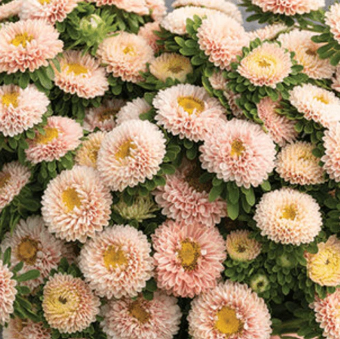 Aster 'Matsumoto Apricot' bio
