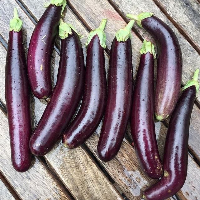 Aubergine 'Little Finger' bio