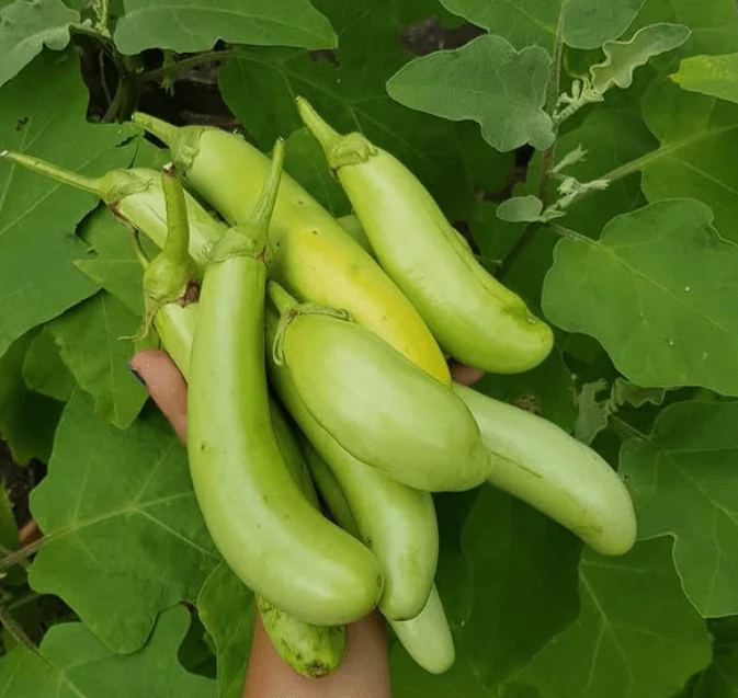 Aubergine longue 'Fingers Green' bio