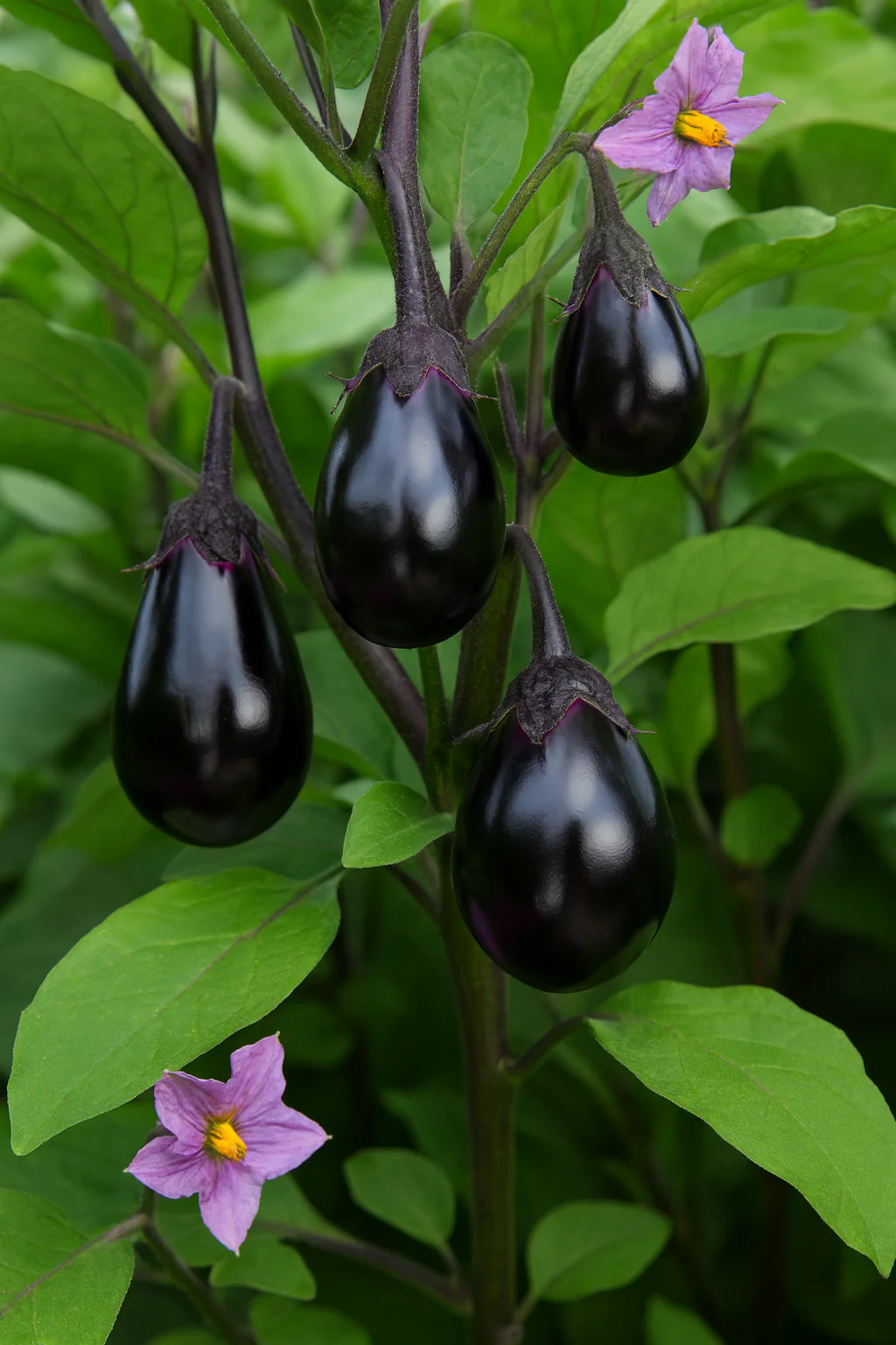 Aubergine longue 'Mini Bambino' bio