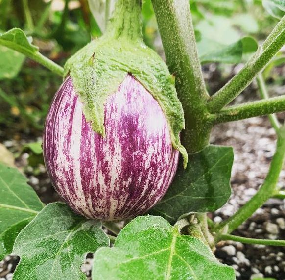 Aubergine longue 'Piccolo F1' bio