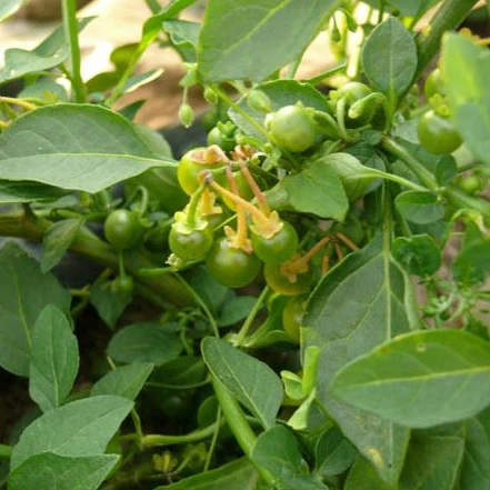 Baie (Solanum) 'Greenberry' bio