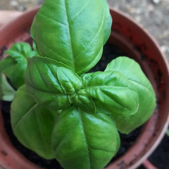 Basilic italien Ă grandes feuilles bio