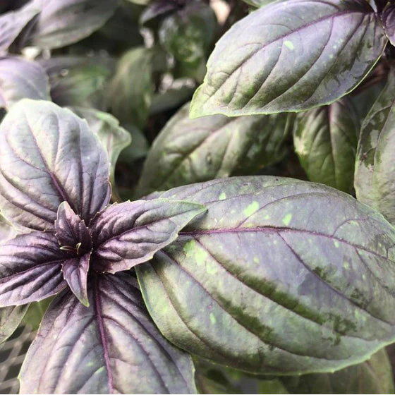 Basilic 'Red Genovese' bio