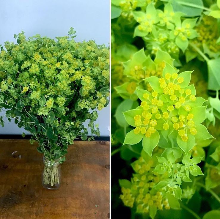 BuplĂšvre 'Green Gold' bio - Image 2